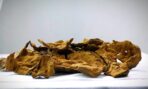Dark, oily Vietnam Chaar oud chunk — premium resin-rich agarwood for burning.
